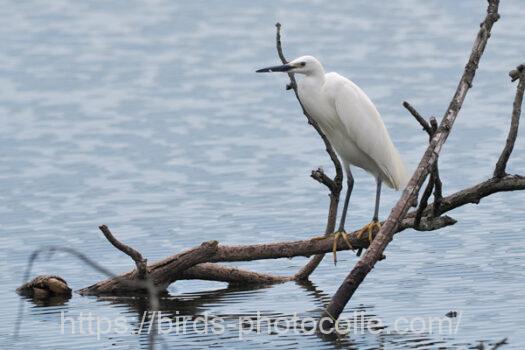 コサギ　2024.05.15