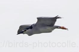 ゴイサギ 2023.06.03