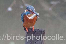 カワセミ　2025.11.10