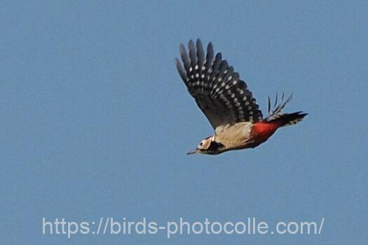 アカゲラ230206-2