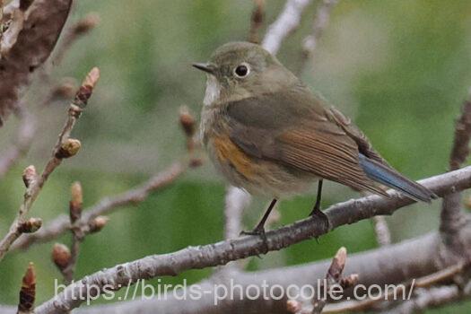 今シーズン最後か？ルリビタキ　2025.03.31