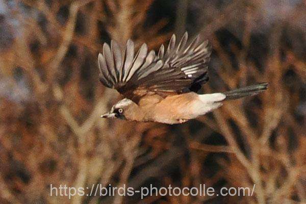 カケス　2026.01.22