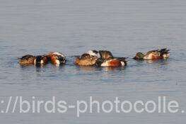 ハシビロガモ　2026.02.20