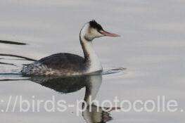 カンムリカイツブリ　2026.03.06