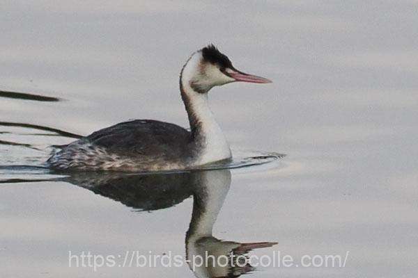 カンムリカイツブリ　2026.03.06