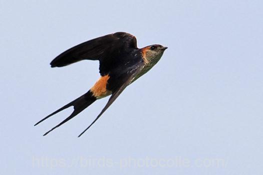 コシアカツバメ220721