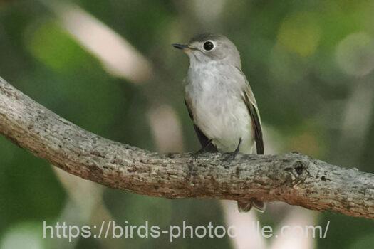コサメビタキ　2024.10.02