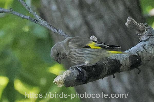 カワラヒワ幼鳥 2024.06.04