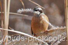 ホオジロ　2026.01.03