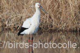 コウノトリ（J0828）　2026.02.02
