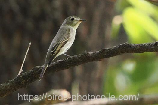コサメビタキ　2024.09.19