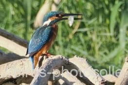 カワセミ　2025.09.27