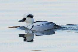 ミコアイサ　2026.01.29