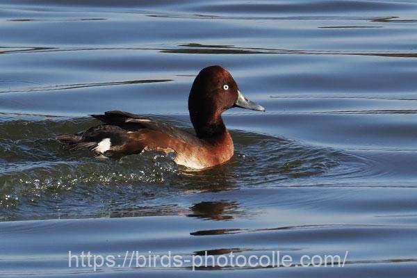 メジロガモ　2025.11.30