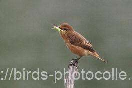 ノビタキ　2025.10.24