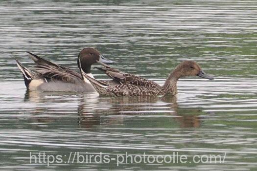 オナガガモ　2024.10.26
