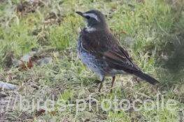 ツグミ　2026.02.12