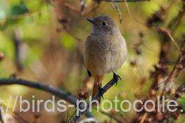 ジョウビタキ　2025.12.11