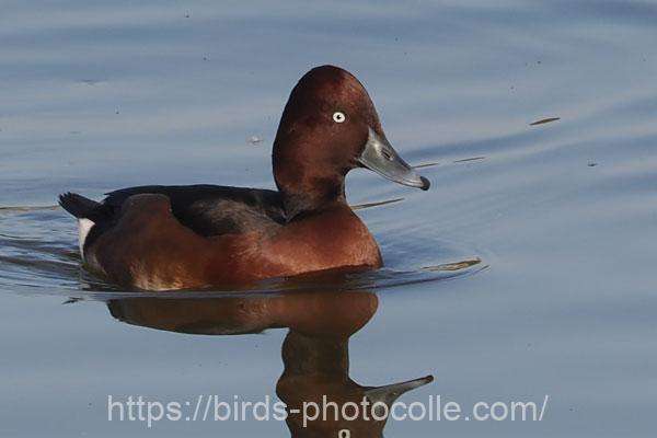 メジロガモ 2025.12.02