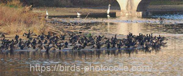 カワウの大群　2025.11.28