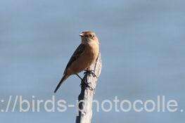 ノビタキ　2025.11.06