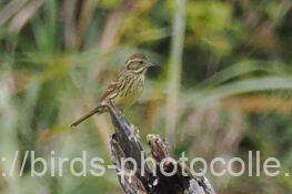 アオジ　2025.11.05