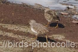 オジロトウネン　2025.09.27