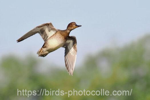 コガモ　2024.10.02