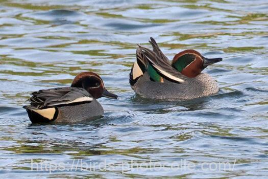 コガモ　2024.03.02