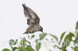 エゾビタキ　2025.10.07