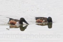 ハシビロガモ　2025.12.23