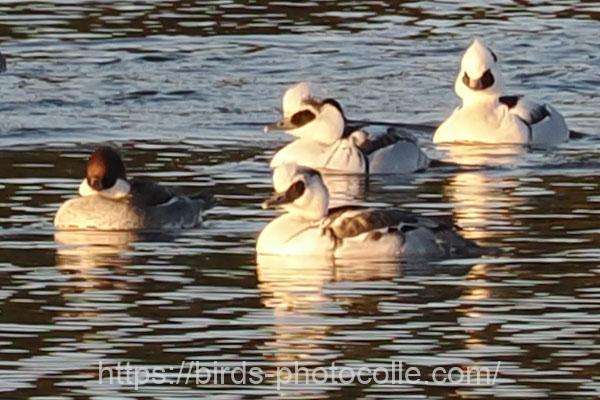 ミコアイサ 2025.12.18