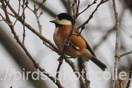 ヤマガラ　2026.01.16