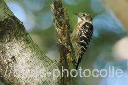 コゲラ　2025.10.17