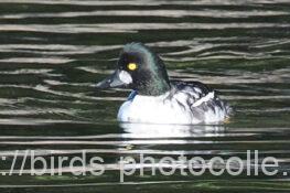 1年振りのホオジロガモ 2024.11.21