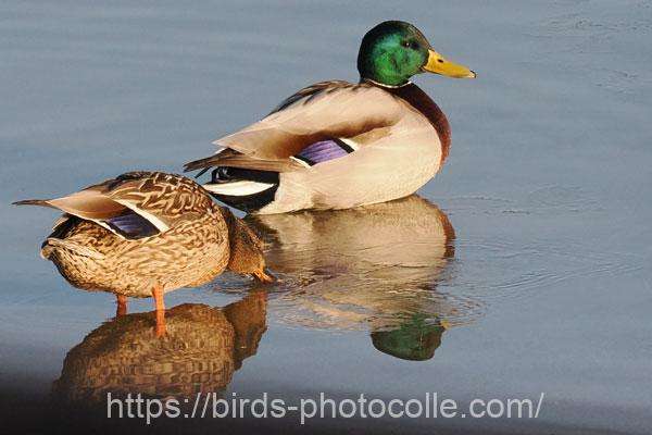 マガモ　2026.02.20