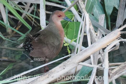 ヒクイナ　2023.08.11