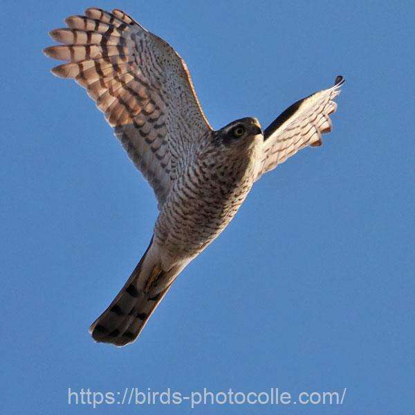 ハイタカ 2026.01.30