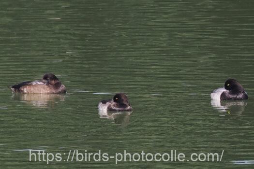 スズガモ221021-2