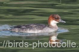 今日の観察は♀2羽ミコアイサ 2025.03.27