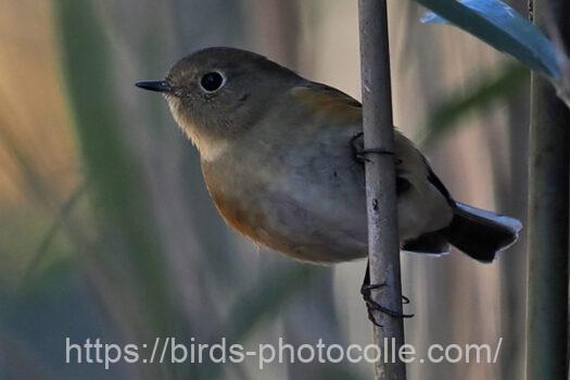 ルリビタキ221226