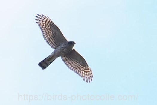 ハイタカ　2024.11.23