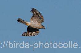 ハイタカ　2025.12.12