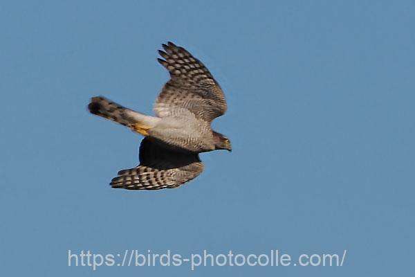 ハイタカ 2025.12.12