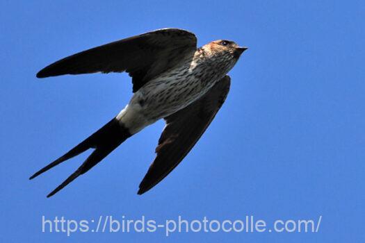 コシアカツバメ　2023.07.24