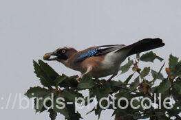 カケス　2025.10.31