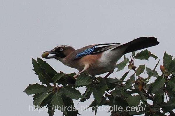 カケス 2025.10.31