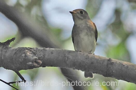 コサメビタキ　2024.09.05
