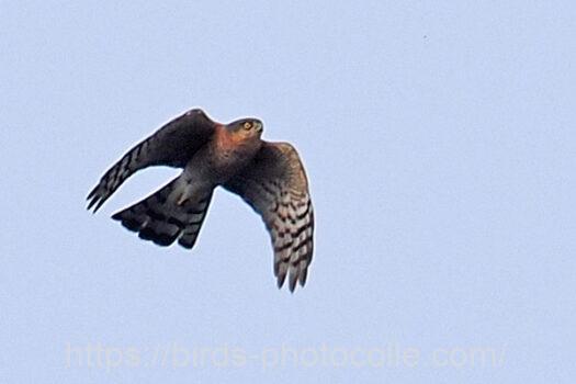 ハイタカ　2024.03.04