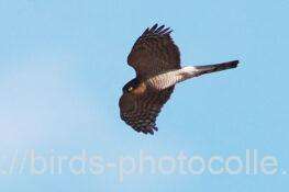 ハイタカ　2025.12.10